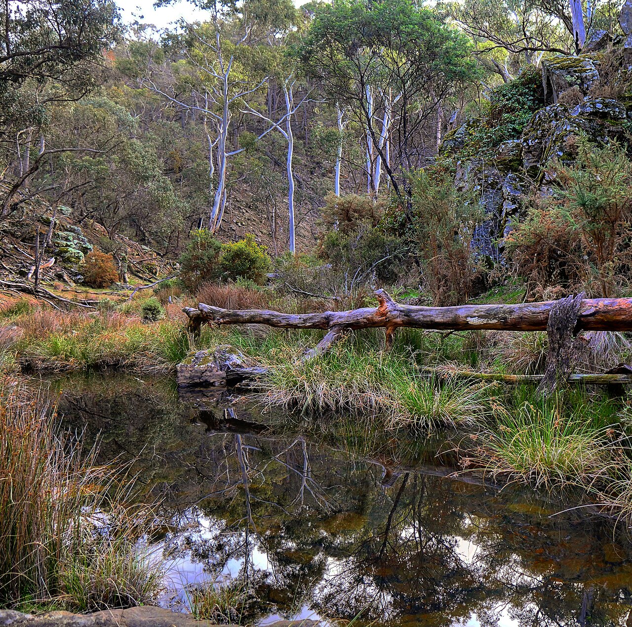 Bushland in Hepburn Regional Park